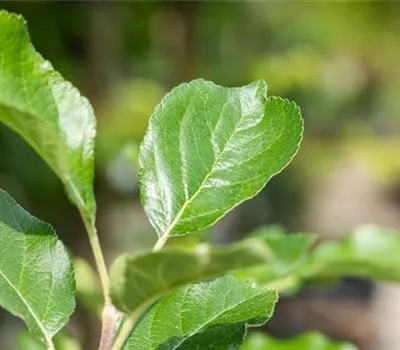 Malus 'Santana' -S- CAC