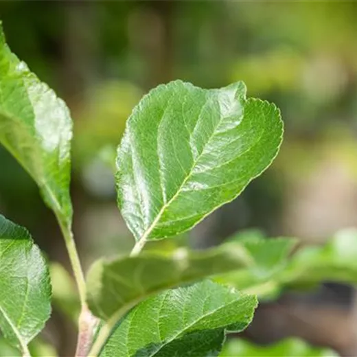 Malus 'Santana' -S- CAC Malus 'Santana' -S- CAC