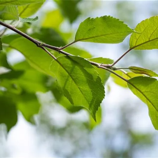 Malus 'Florina' CAC Malus 'Florina' CAC