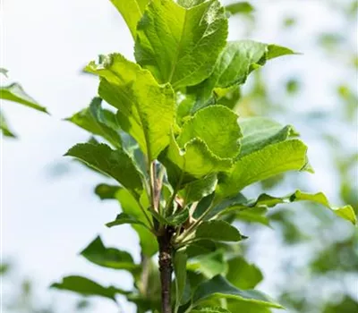 Malus 'James Grieve' CAC