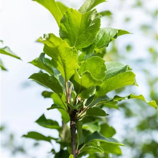 Malus 'James Grieve' CAC