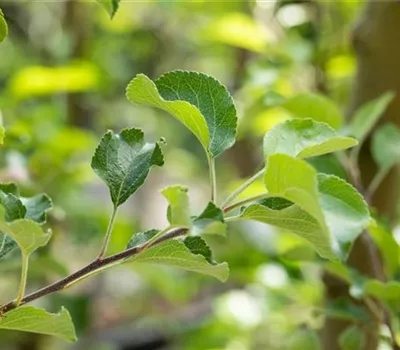Malus 'Reanda' -S- CAC