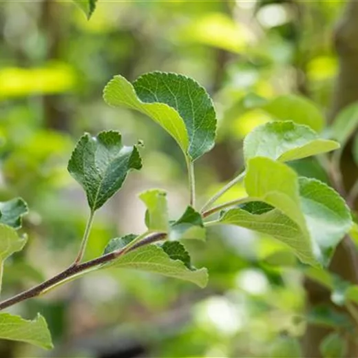 Malus 'Reanda' -S- CAC