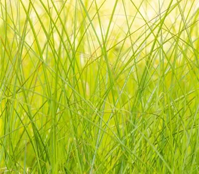 Miscanthus sinensis 'Gracillimus' Miscanthus sinensis 'Gracillimus'