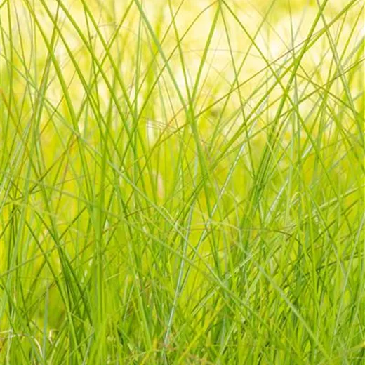 Miscanthus sinensis 'Gracillimus'
