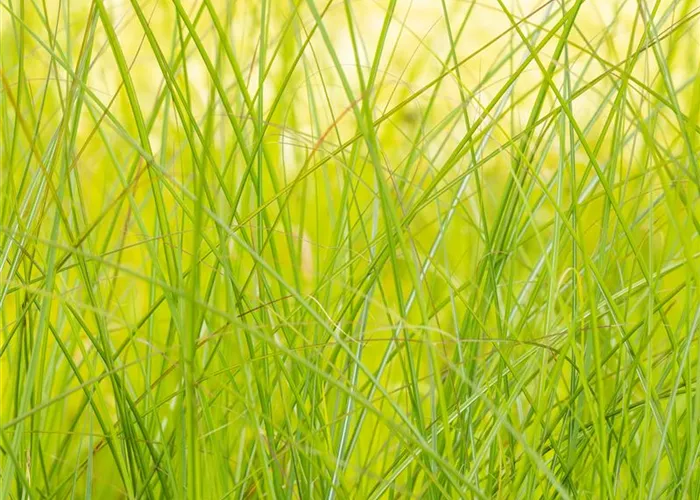 Miscanthus sinensis 'Gracillimus'