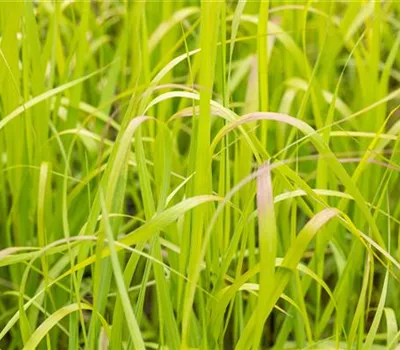 Panicum virgatum 'Heavy Metal'