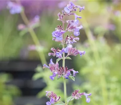 Nepeta x faassenii 'Six Hills Giant' Nepeta x faassenii 'Six Hills Giant'