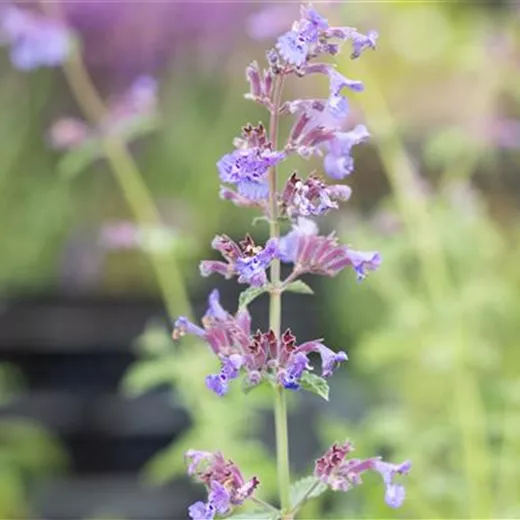 Nepeta x faassenii 'Six Hills Giant'