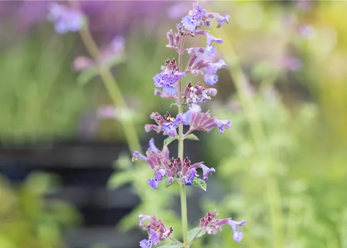 Nepeta x faassenii 'Six Hills Giant'