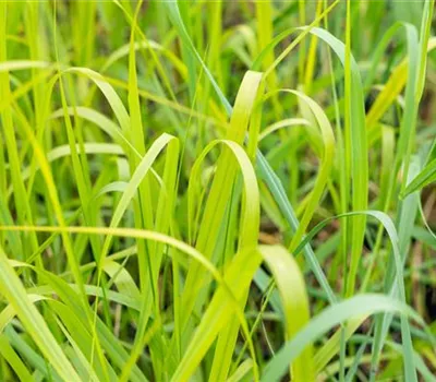 Panicum virgatum 'Rehbraun'