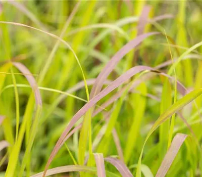 Panicum virgatum 'Shenandoah'