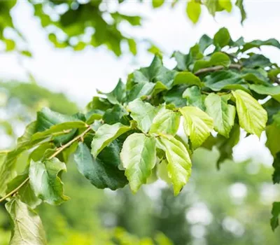 Parrotia persica Parrotia persica