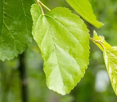 Morus alba Morus alba