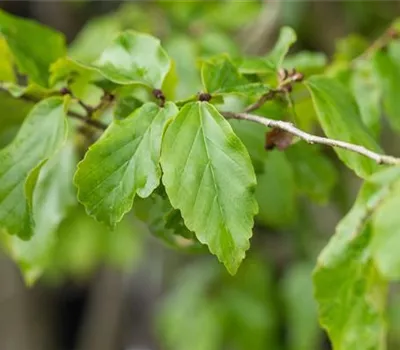 Parrotia persica 'Vanessa' Parrotia persica 'Vanessa'
