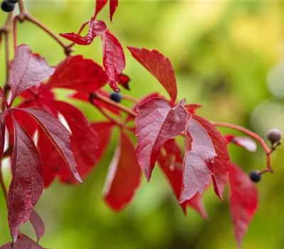 Parthenocissus quinquefolia