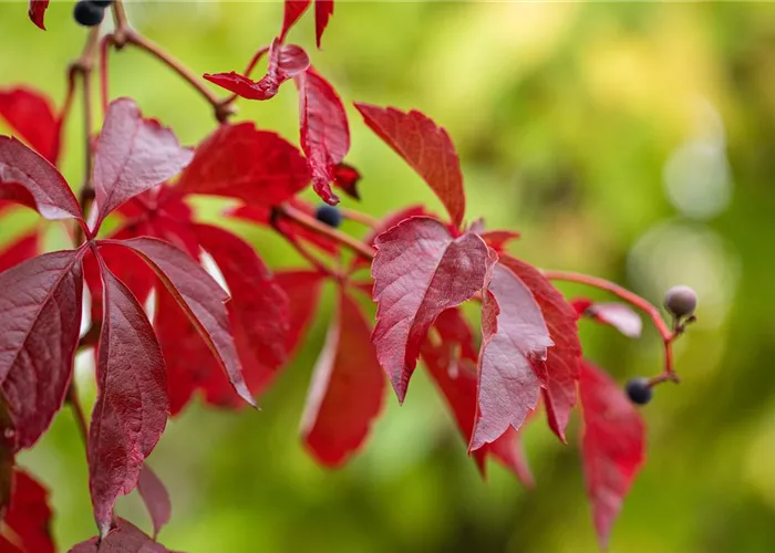 Parthenocissus quinquefolia