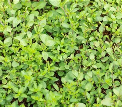 Origanum laevigatum 'Herrenhausen' Origanum laevigatum 'Herrenhausen'