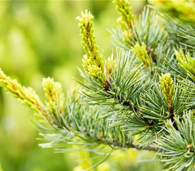 Pinus parviflora 'Negishi'