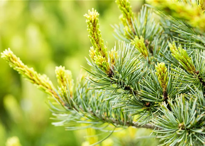 Pinus parviflora 'Negishi'