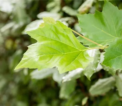 Platanus hispanica Platanus hispanica