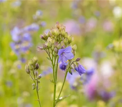 Polemonium caeruleum
