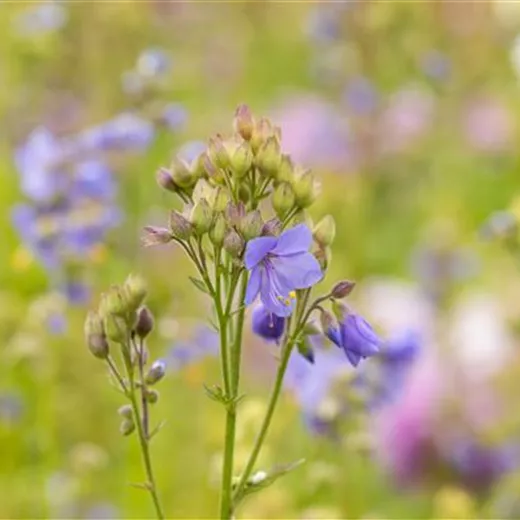 Polemonium caeruleum