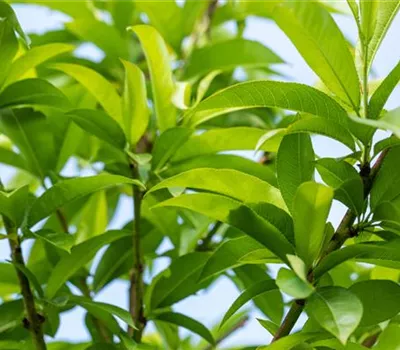 Prunus persica 'Benedicte' CAC