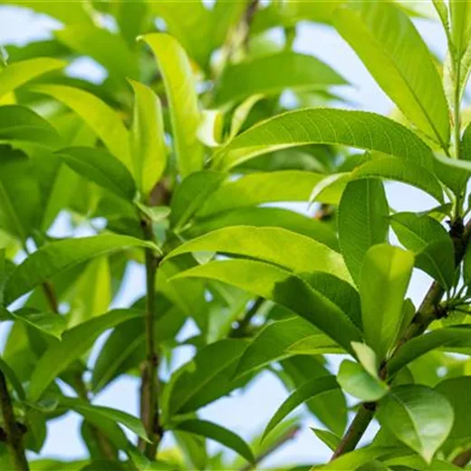 Prunus persica 'Benedicte' CAC