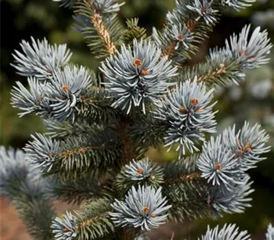 Picea pungens 'Oldenburg' -R- Picea pungens 'Oldenburg' -R-