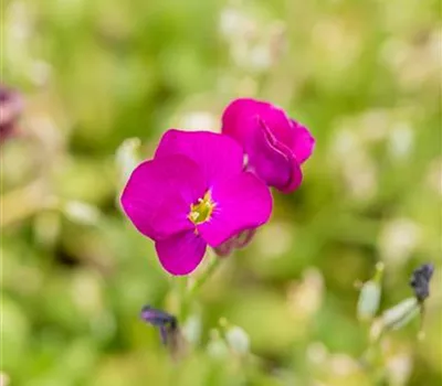 Aubrieta x cult.'Regado Red'