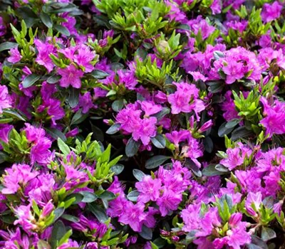 Rhododendron obt.'Königstein'