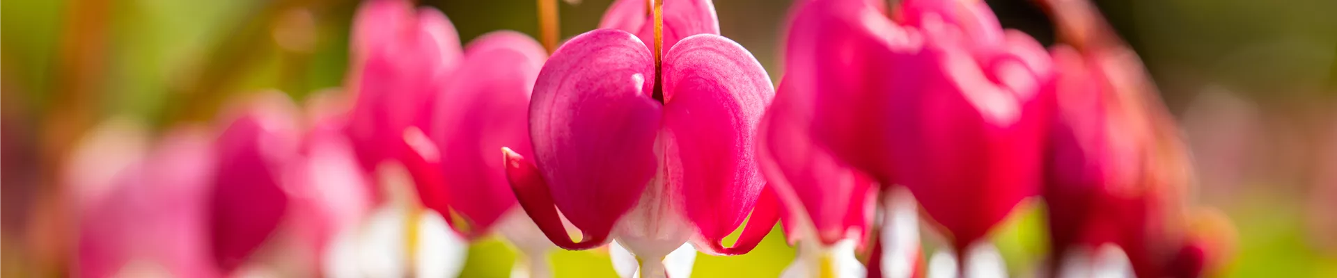 Dicentra spectabilis Dicentra spectabilis