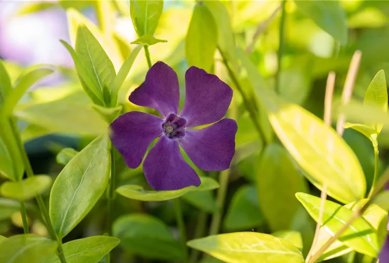 Vinca minor 'Verino'