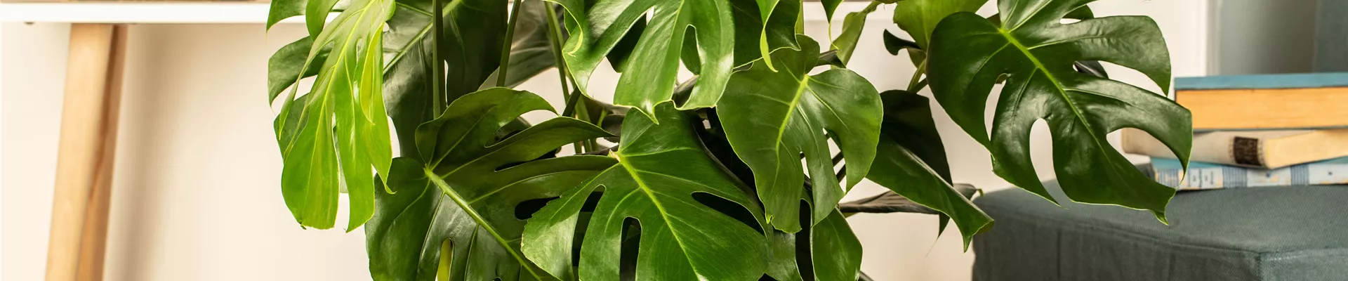 Monstera deliciosa