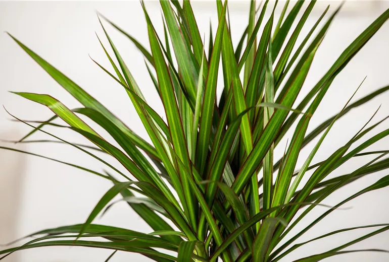 Dracaena marginata