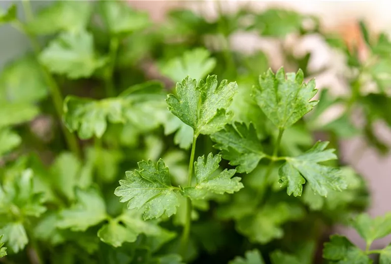 Petroselinum crispum 'Gigante di Napoli' Petroselinum crispum 'Gigante di Napoli'