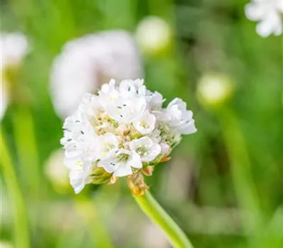 Armeria maritima 'Alba' Armeria maritima 'Alba'