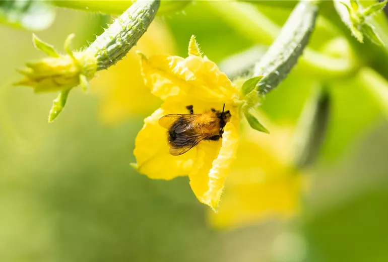 Cucumis sativus Cucumis sativus