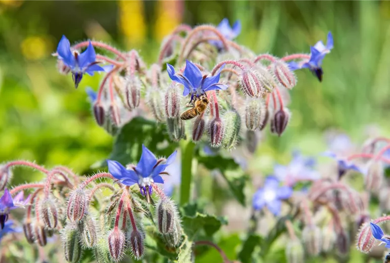 Borago officinalis Borago officinalis