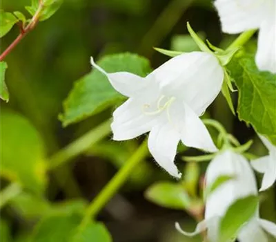 Campanula latifolia var.macrantha 'Alba'