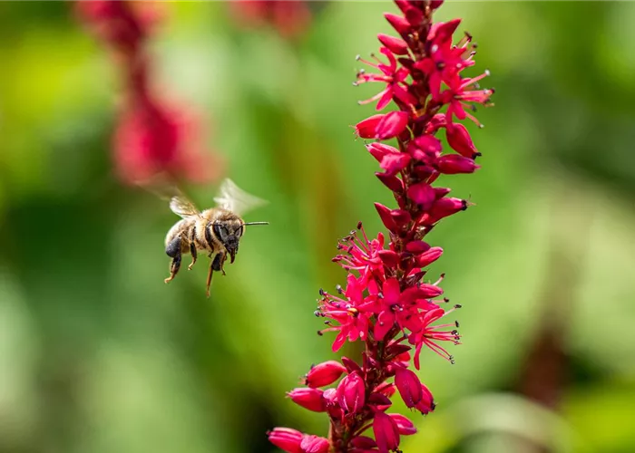 Bienenfreundliche Balkonpflanzen für Bienensnacks in der Stadt