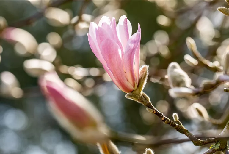 Magnolia x loebneri 'Leonard Messel'