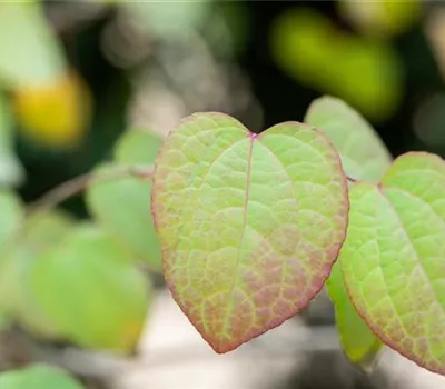 Cercidiphyllum japonicum