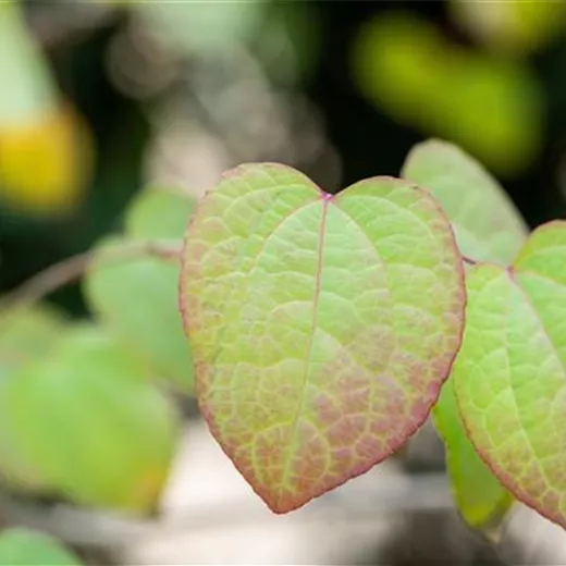 Cercidiphyllum japonicum Cercidiphyllum japonicum