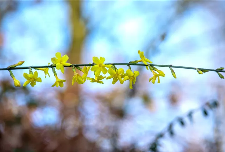 Jasminum nudiflorum