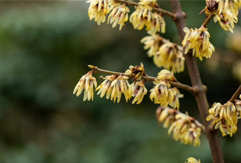 Chimonanthus praecox