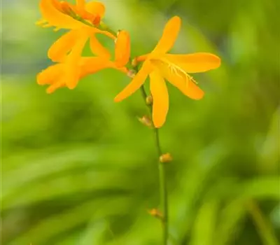 Crocosmia x crocosmiifl.'George Davidson'