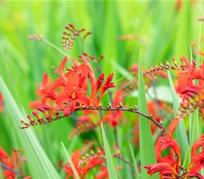 Crocosmia x crocosmiiflora 'Lucifer'
