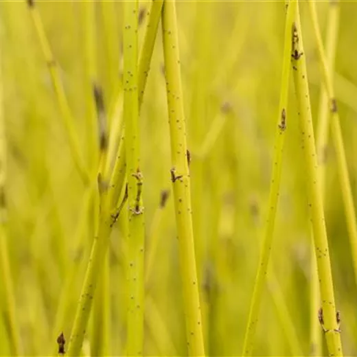 Cornus sericea 'Flaviramea'